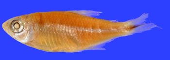 Media type: image; Ichthyology 164388